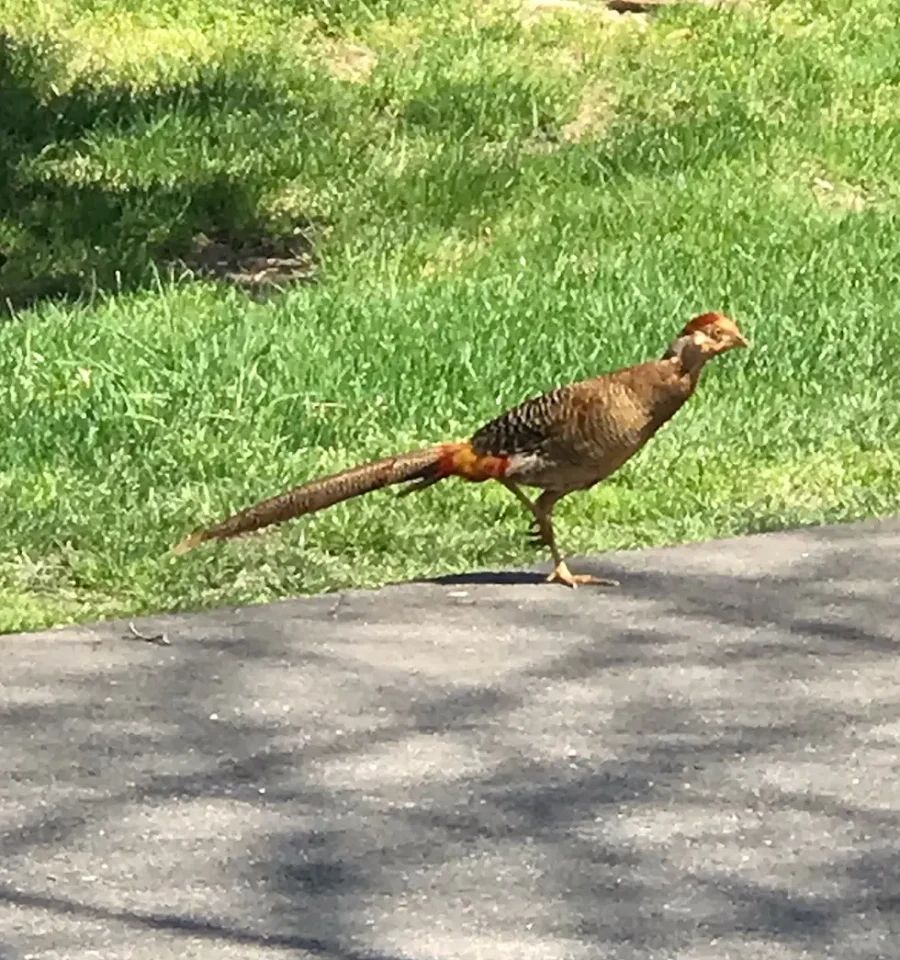 pheasant on cemetery grounds