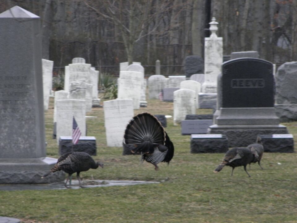 turkeys in mount pleasant cemetery