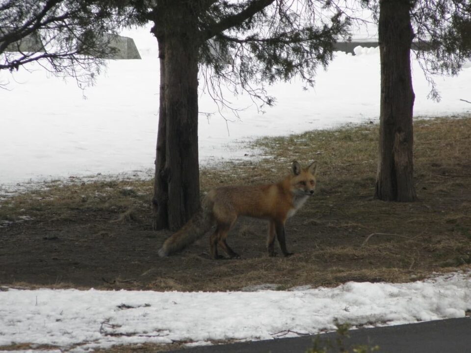 fox in mount pleasant cemetery