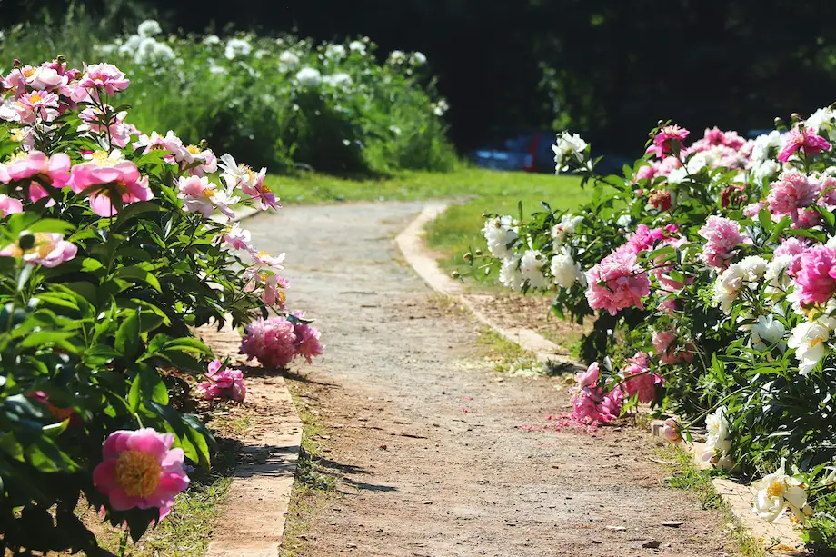 flowers along a path
