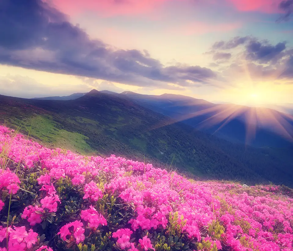 beautiful scenic photo of sun mountains and pink flowers