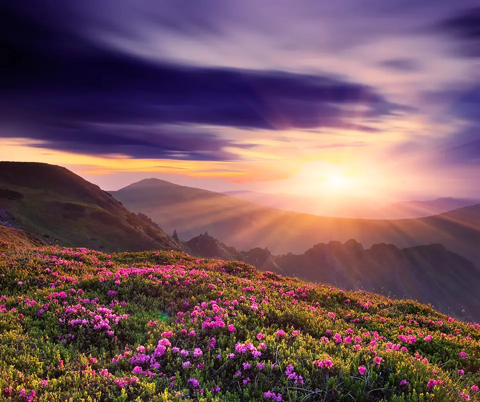 beautiful mountain scene with flowers