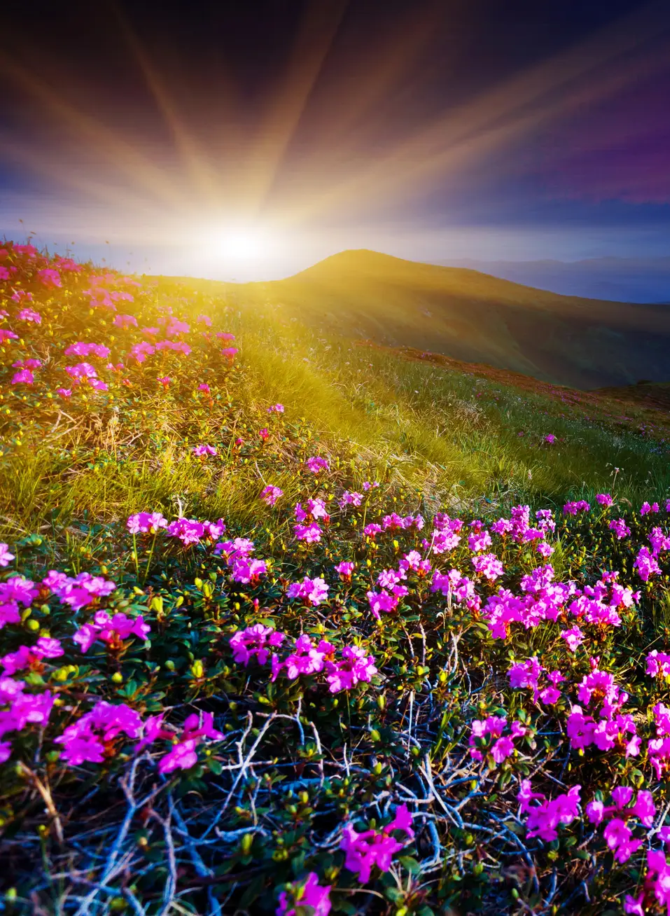 sunrise over mountains and flower field