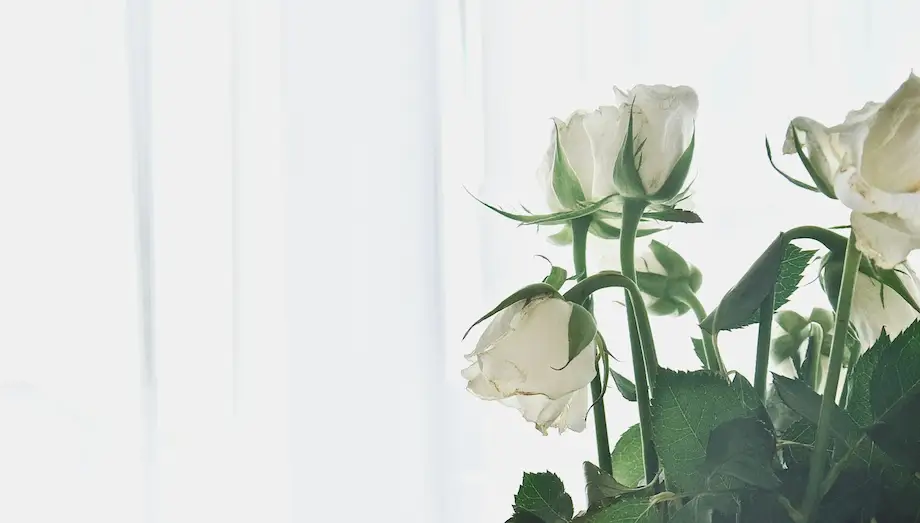 white roses in front of white drape