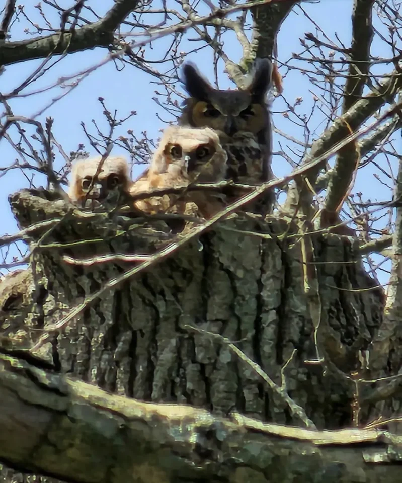 owls in mount pleasant cemetery
