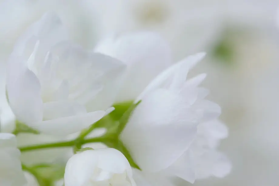 white beautiful flowers
